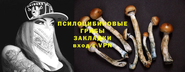 прущие грибы Инта